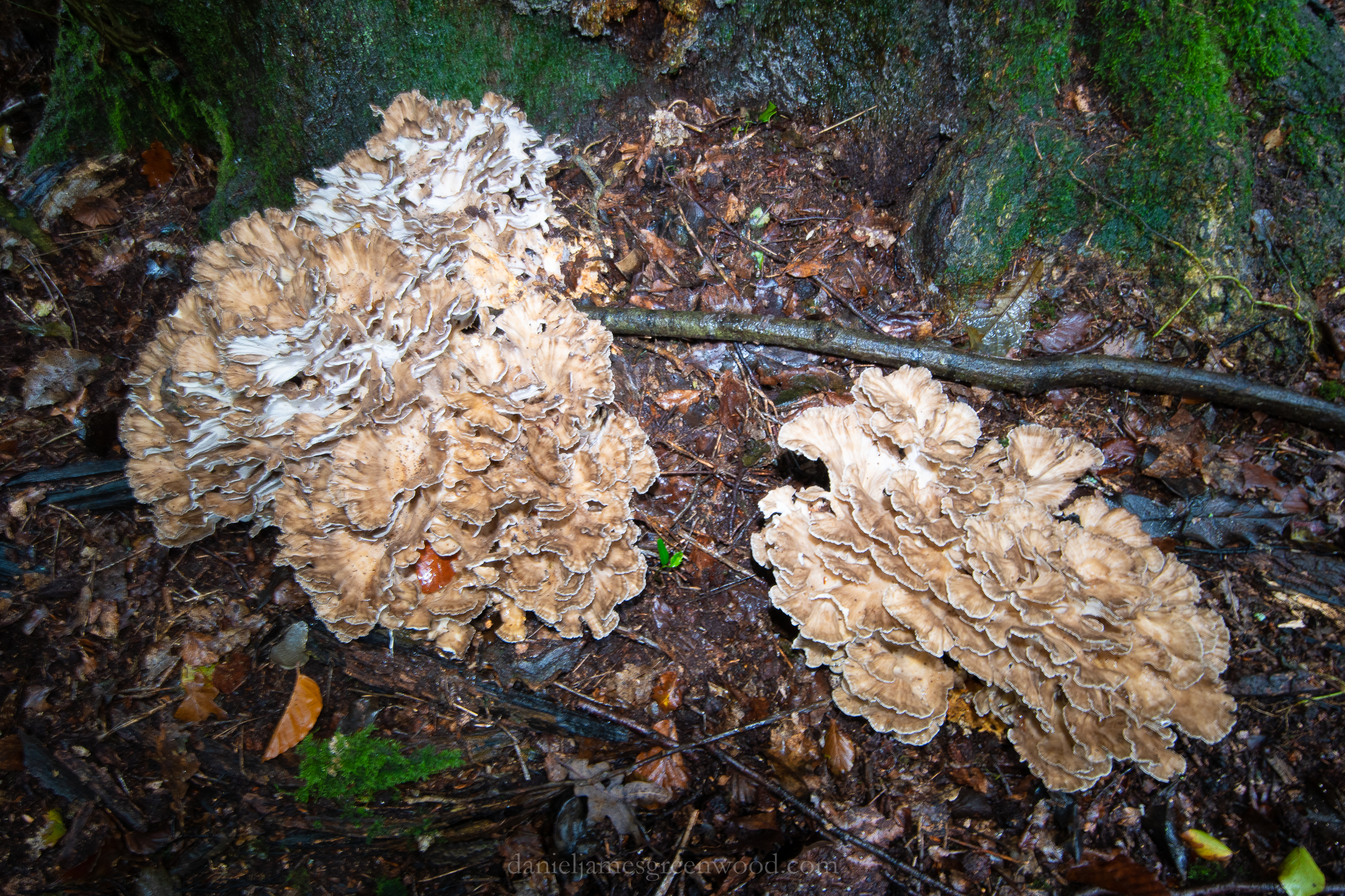 Ebernoe - 11-10-2019 djg-9