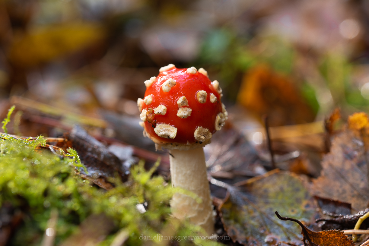 Owlbeech - 18-10-2019 lo-res-14