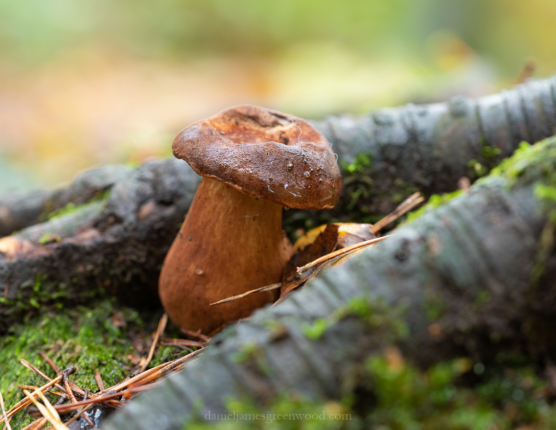 Owlbeech - 18-10-2019 lo-res-25