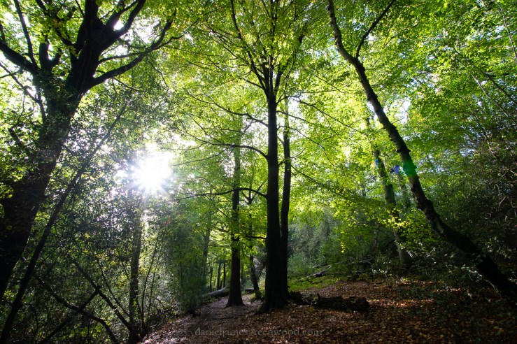 Owlbeech - 18-10-2019 lo-res-28