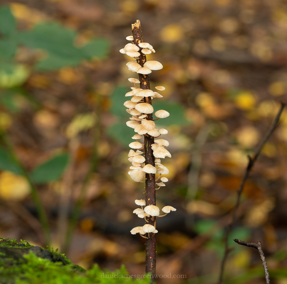 Owlbeech - 18-10-2019 lo-res-3