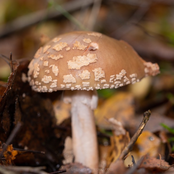 Owlbeech - 18-10-2019 lo-res-39