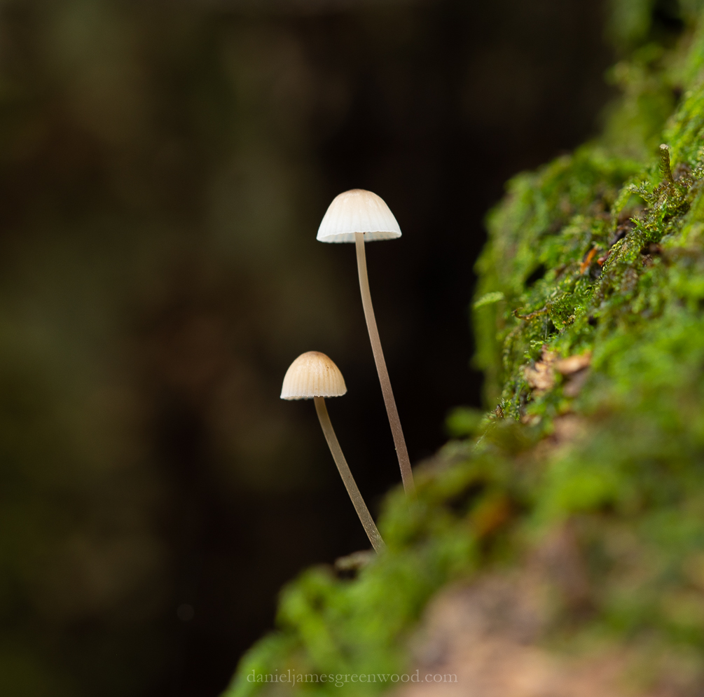 Owlbeech - 18-10-2019 lo-res-4