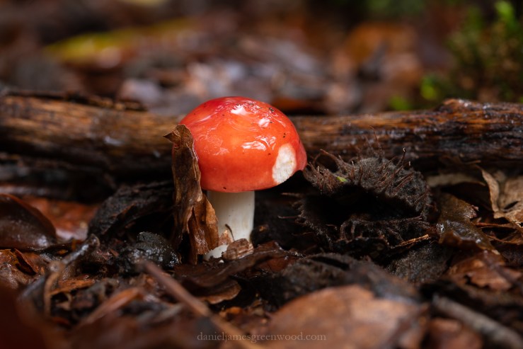 Owlbeech - 18-10-2019 lo-res-6