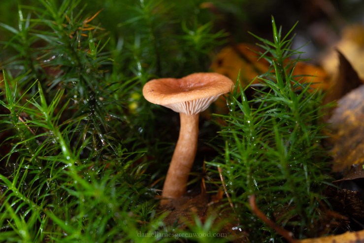 Owlbeech - 18-10-2019 lo-res-8