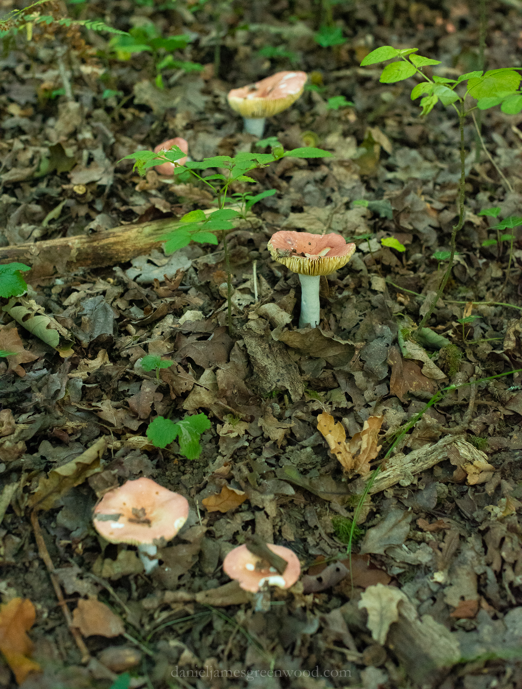 WB-MH - 29-8-2019 djg-11