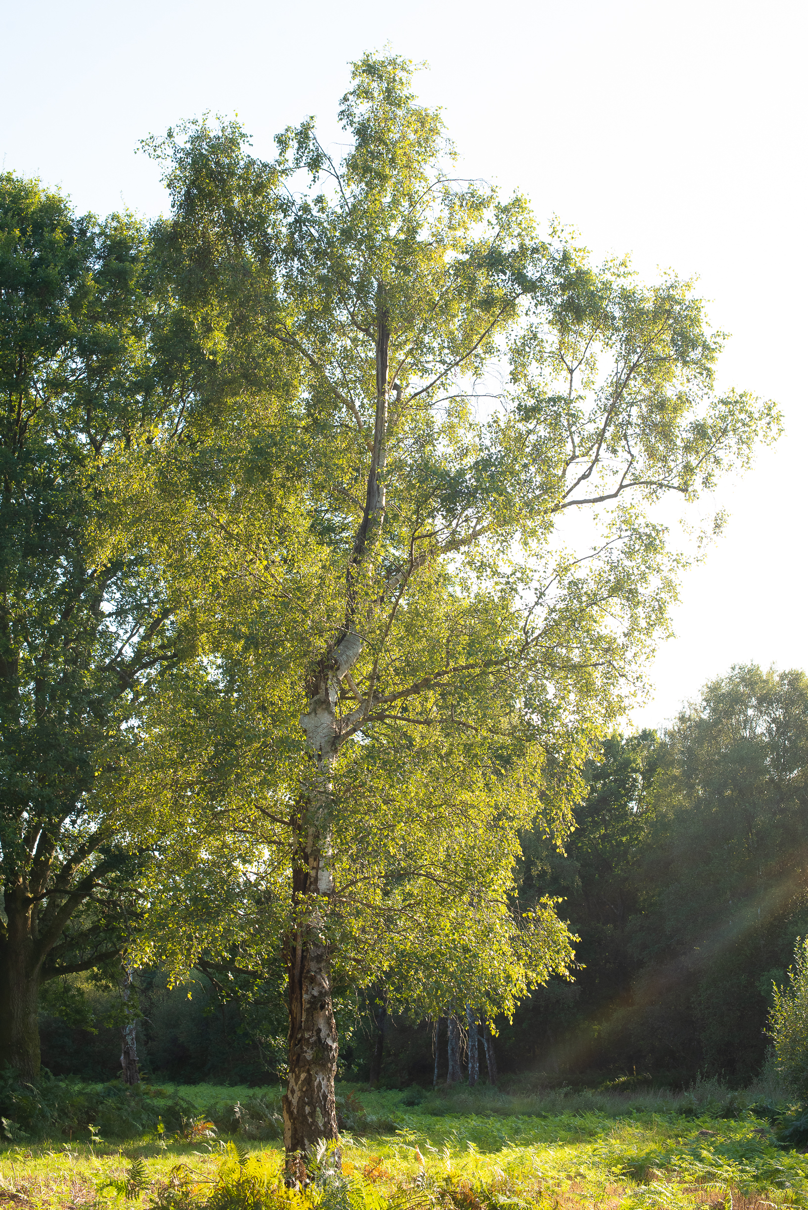 WB-MH - 29-8-2019 djg-12