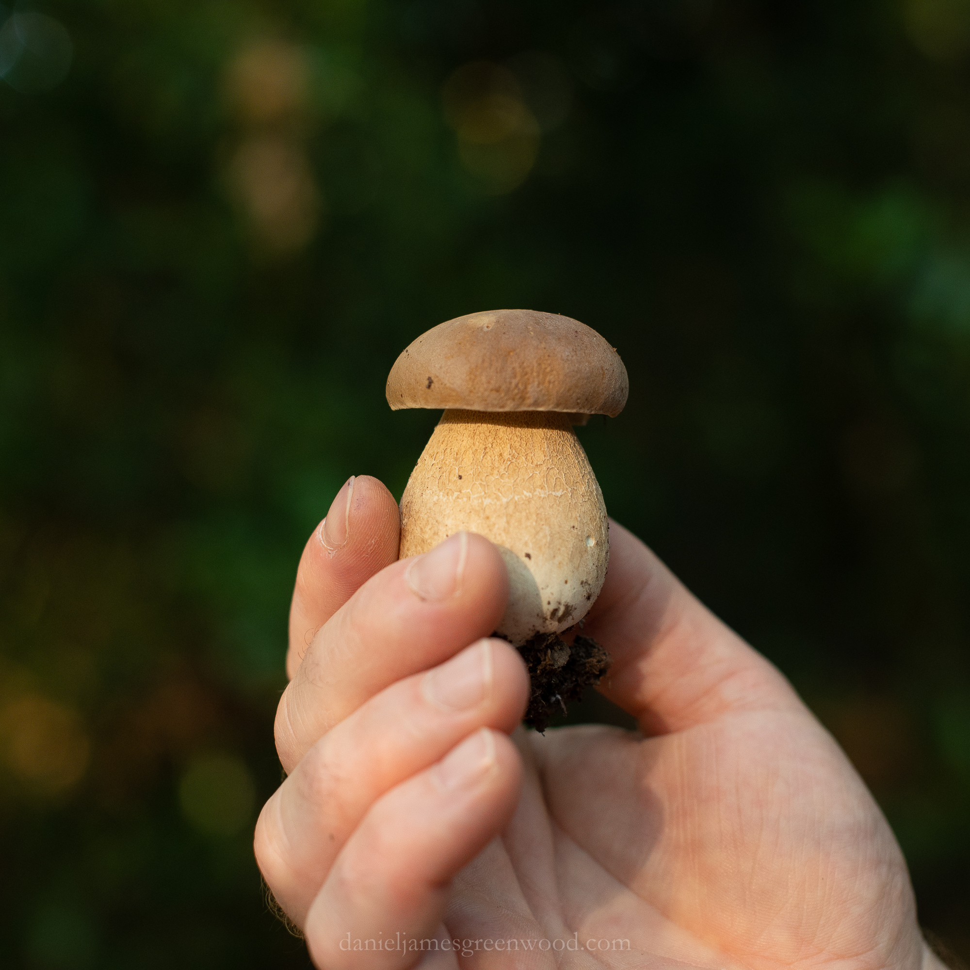 WB-MH - 29-8-2019 djg-14