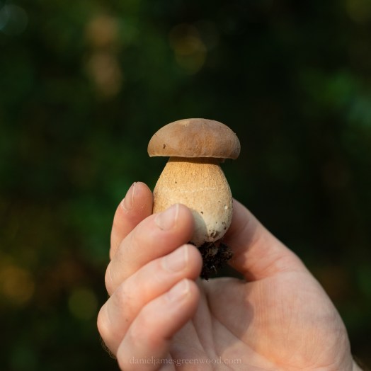 WB-MH - 29-8-2019 djg-14