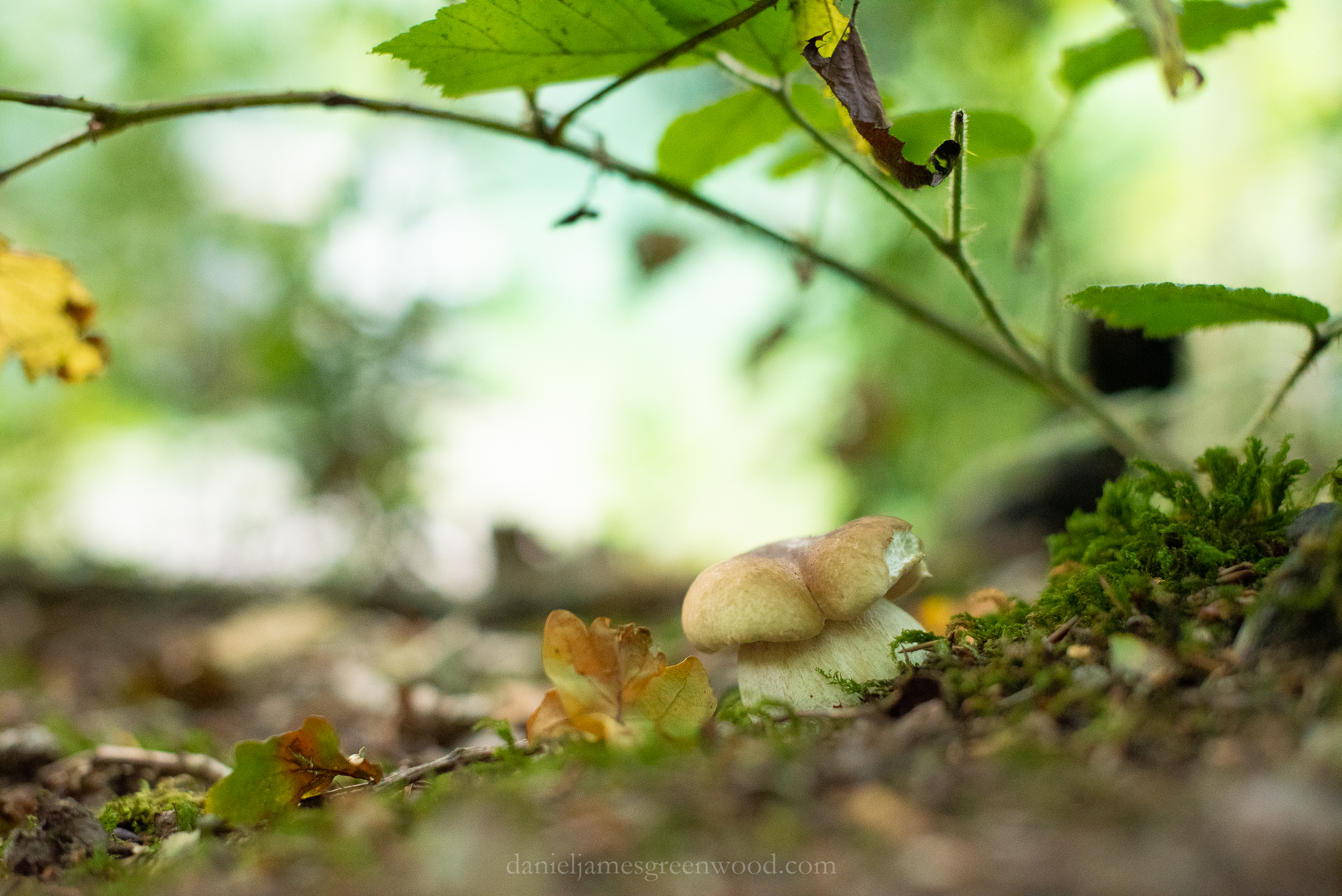 WB-MH - 29-8-2019 djg-28