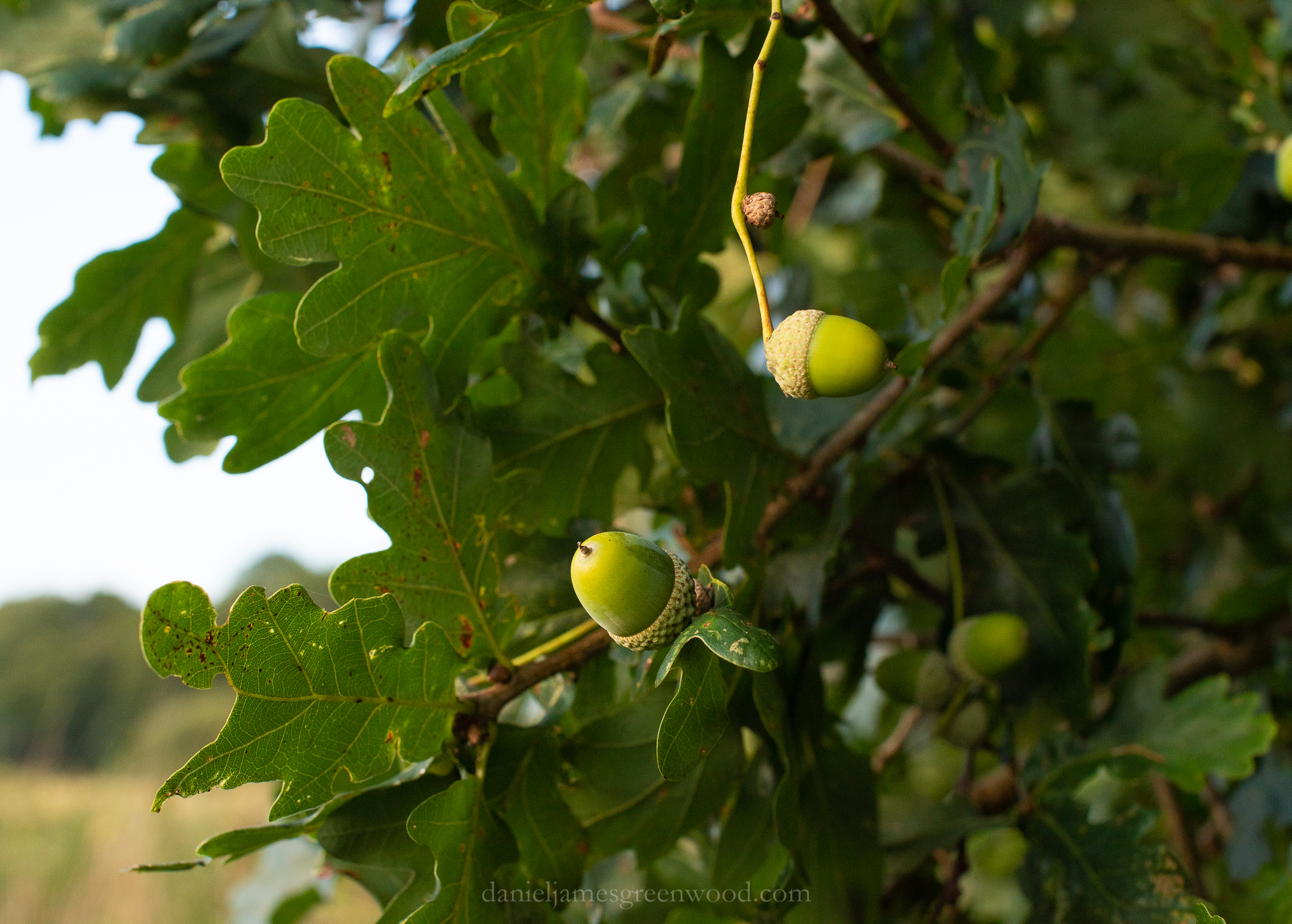 WB-MH - 29-8-2019 djg-35