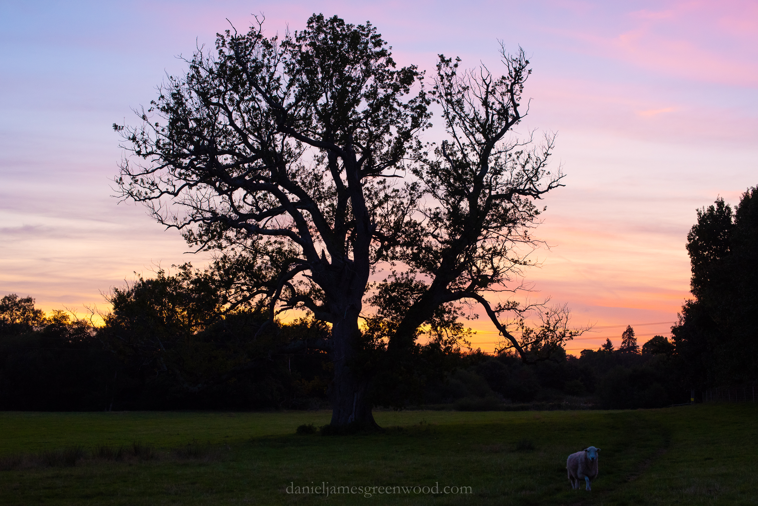 WB-MH - 29-8-2019 djg-40