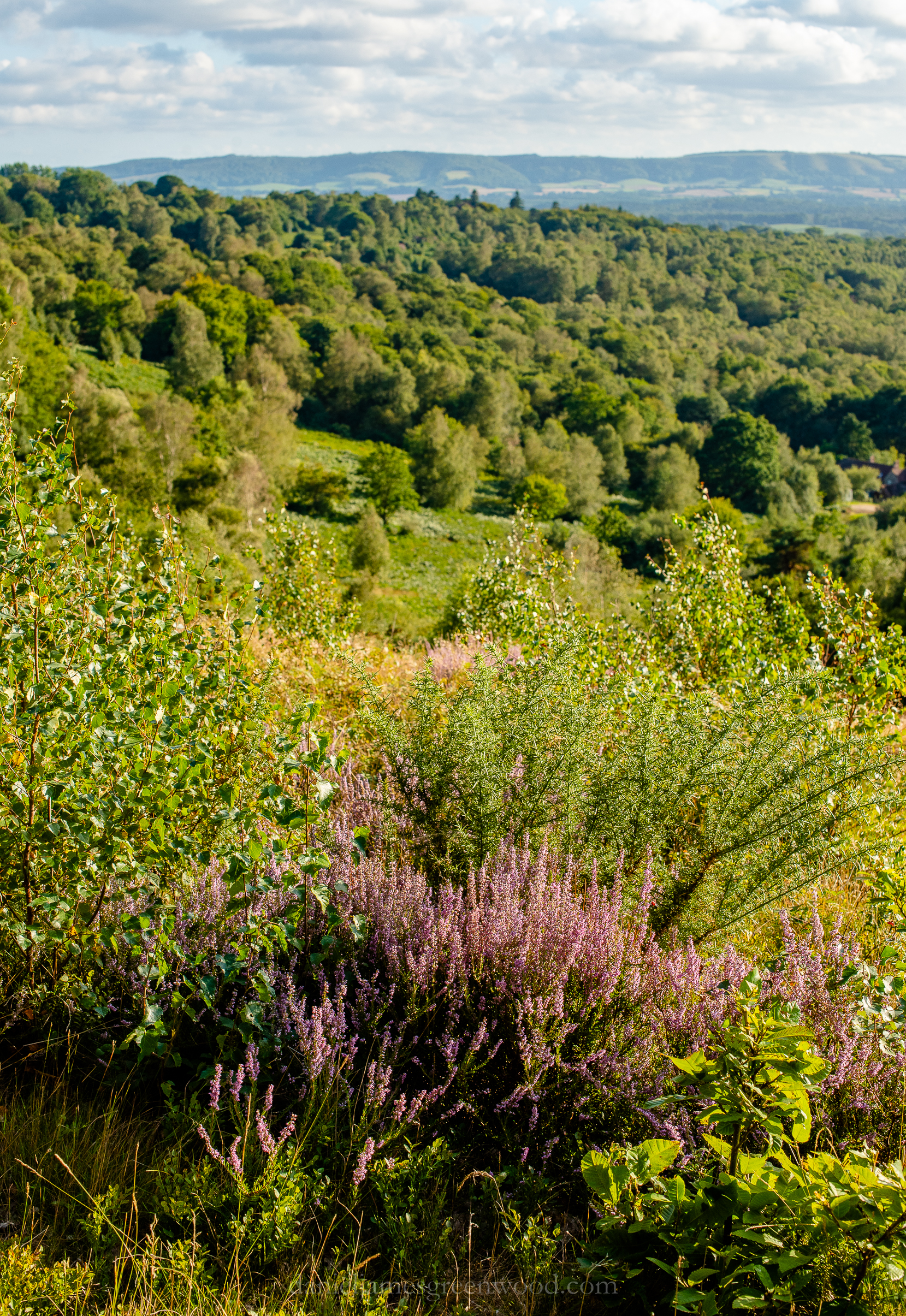 WB-MH - 29-8-2019 djg-8