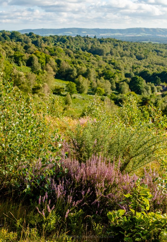 WB-MH - 29-8-2019 djg-8