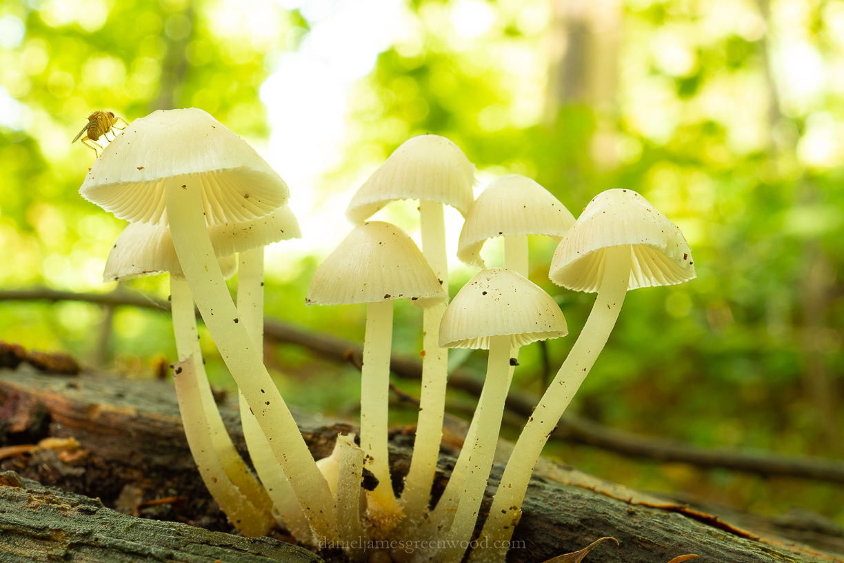 Angels bonnets - Oct 2019 blog-1