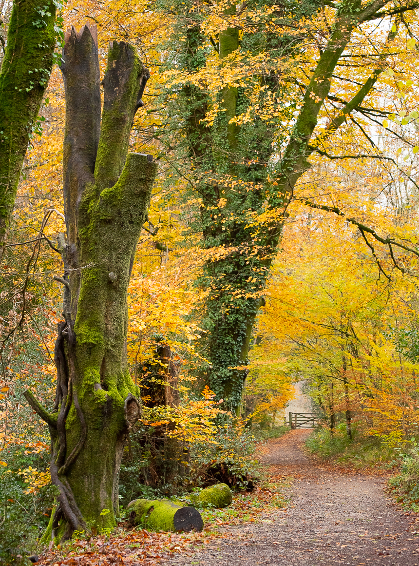 Dartmoor - November 2019 blog-12