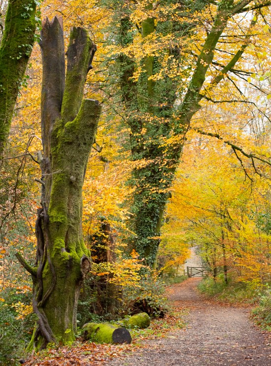 Dartmoor - November 2019 blog-12