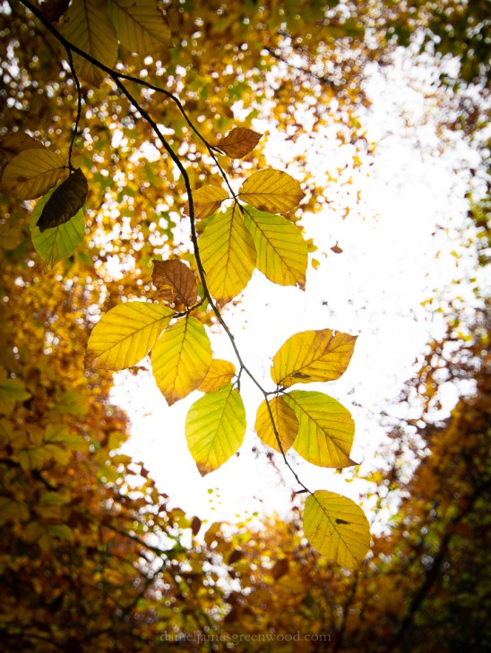 Ebernoe - 8-11-2019 blog-1