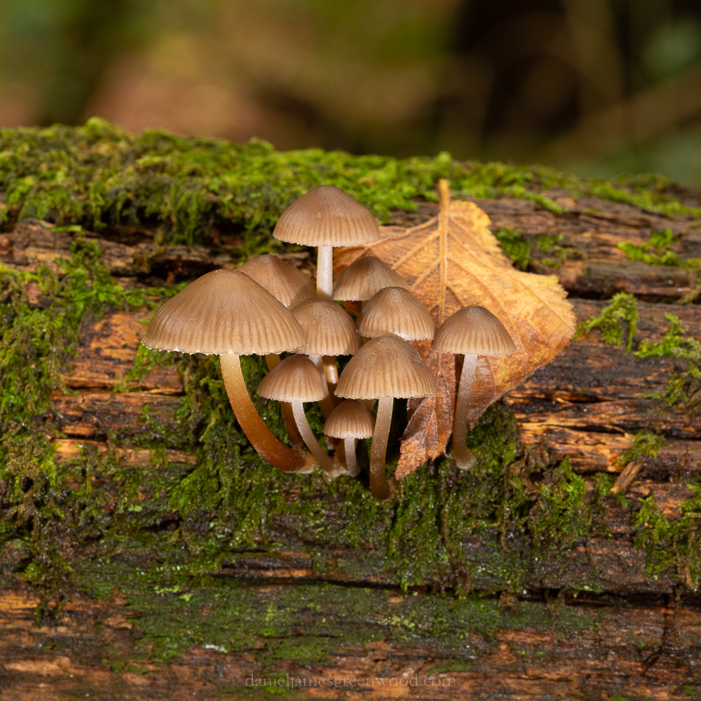 Ebernoe - 8-11-2019 blog-10