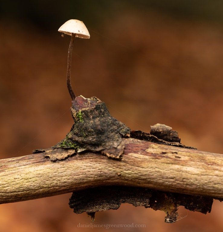 Ebernoe - 8-11-2019 blog-14