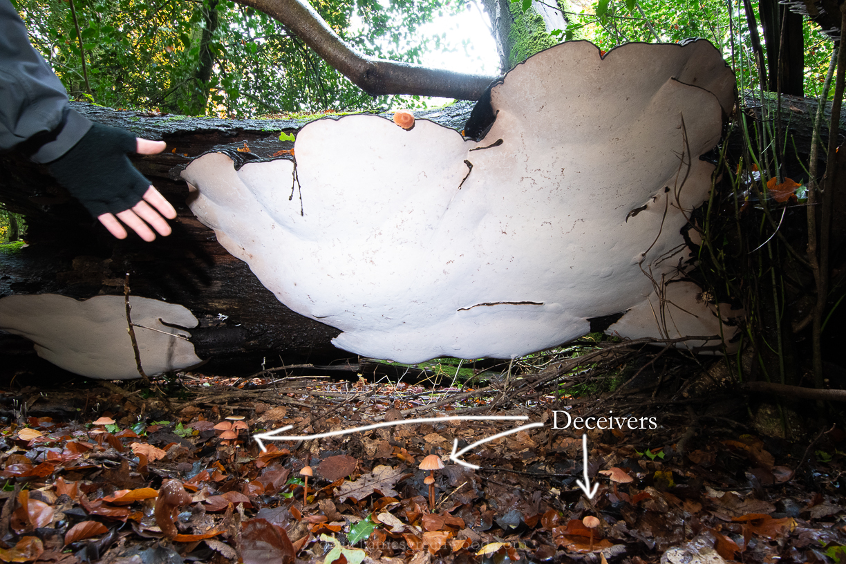 Ebernoe - 8-11-2019 blog-21