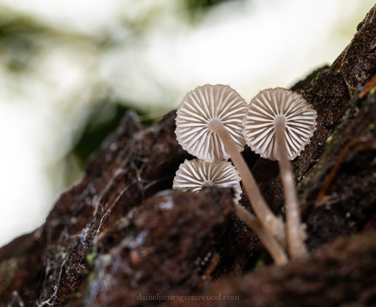 Ebernoe - 8-11-2019 blog-27