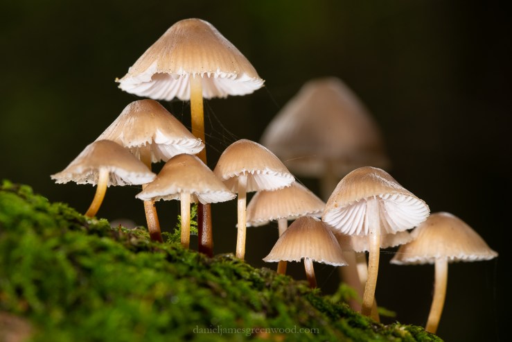 Ebernoe - 8-11-2019 blog-39