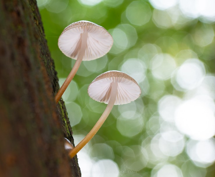 Ebernoe - 8-11-2019 blog-48