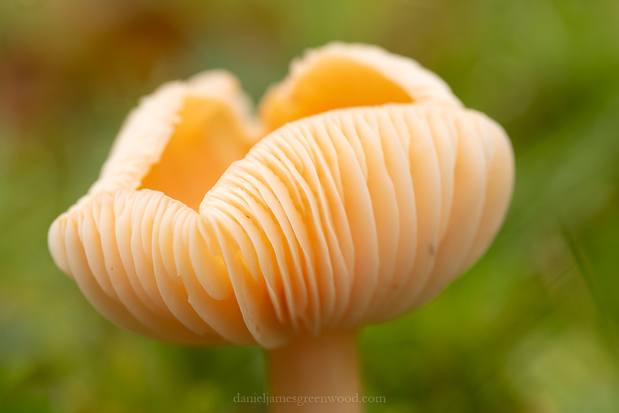 Ebernoe - 8-11-2019 blog-6.jpg