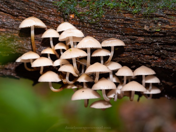 Ebernoe - 8-11-2019 blog-75