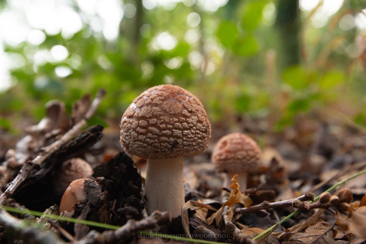 Kingley Vale - 27-10-2019 blog-1