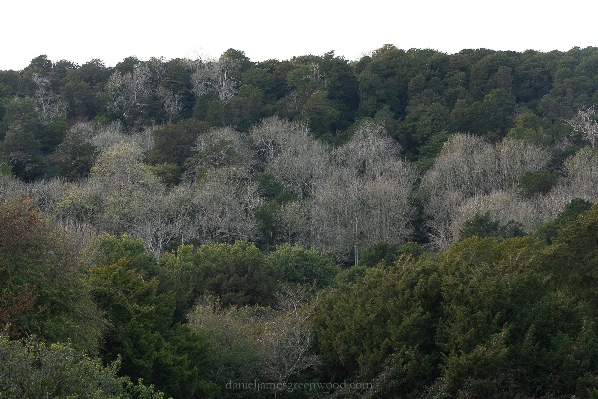 Kingley Vale - 27-10-2019 blog-12