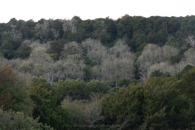 Kingley Vale - 27-10-2019 blog-12