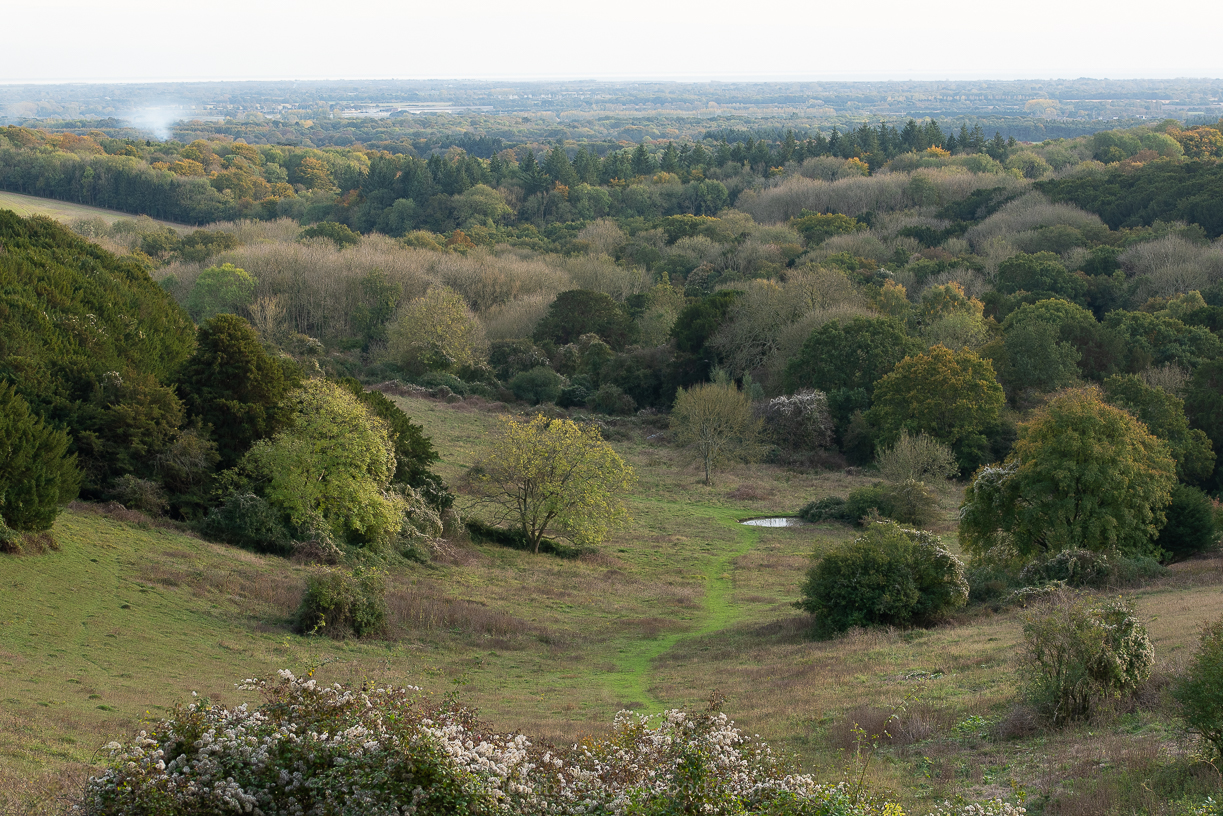 Kingley Vale - 27-10-2019 blog-16
