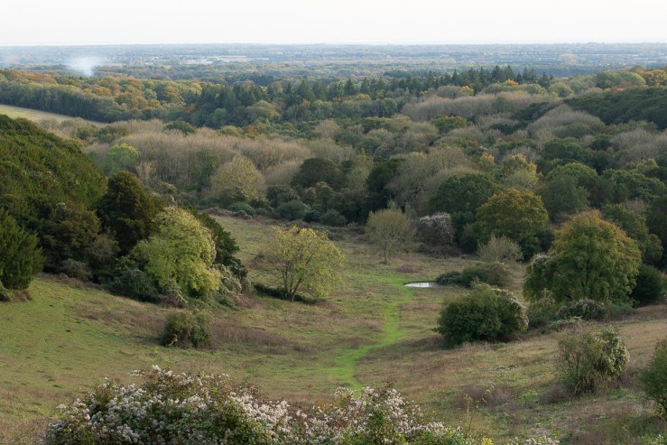 Kingley Vale - 27-10-2019 blog-16