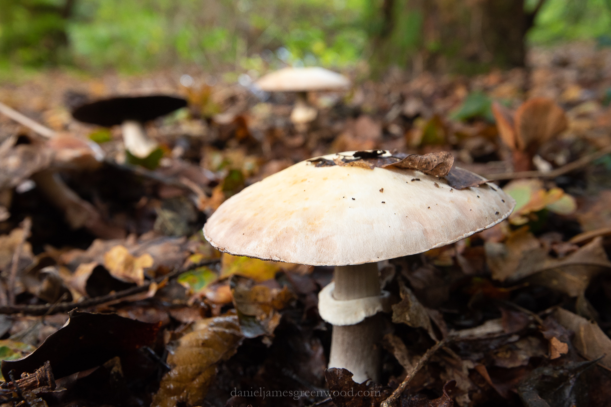 Kingley Vale - 27-10-2019 blog-3