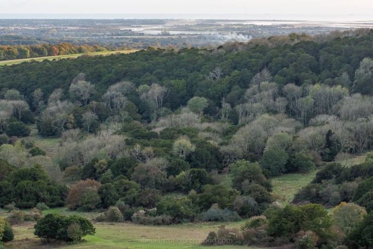 Kingley Vale - 27-10-2019 blog-33