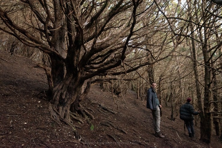 Kingley Vale - 27-10-2019 blog-37