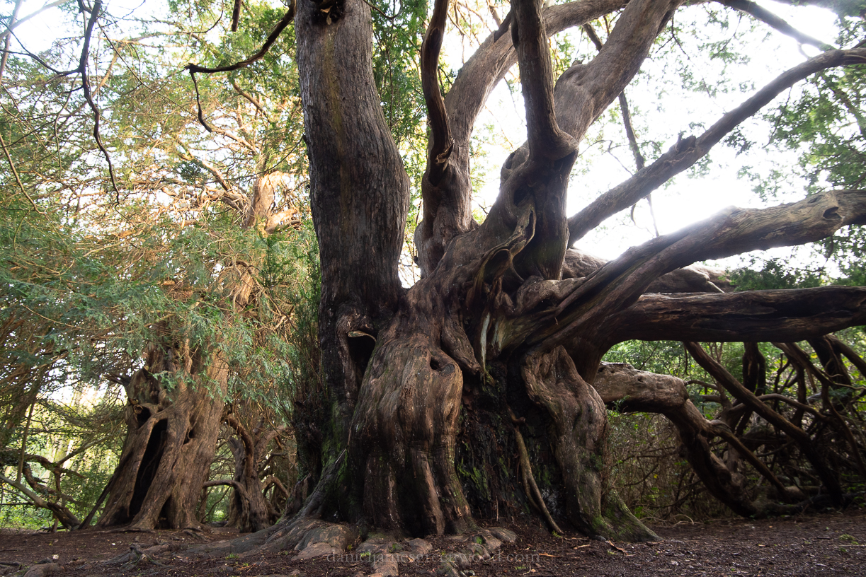 Kingley Vale - 27-10-2019 blog-6