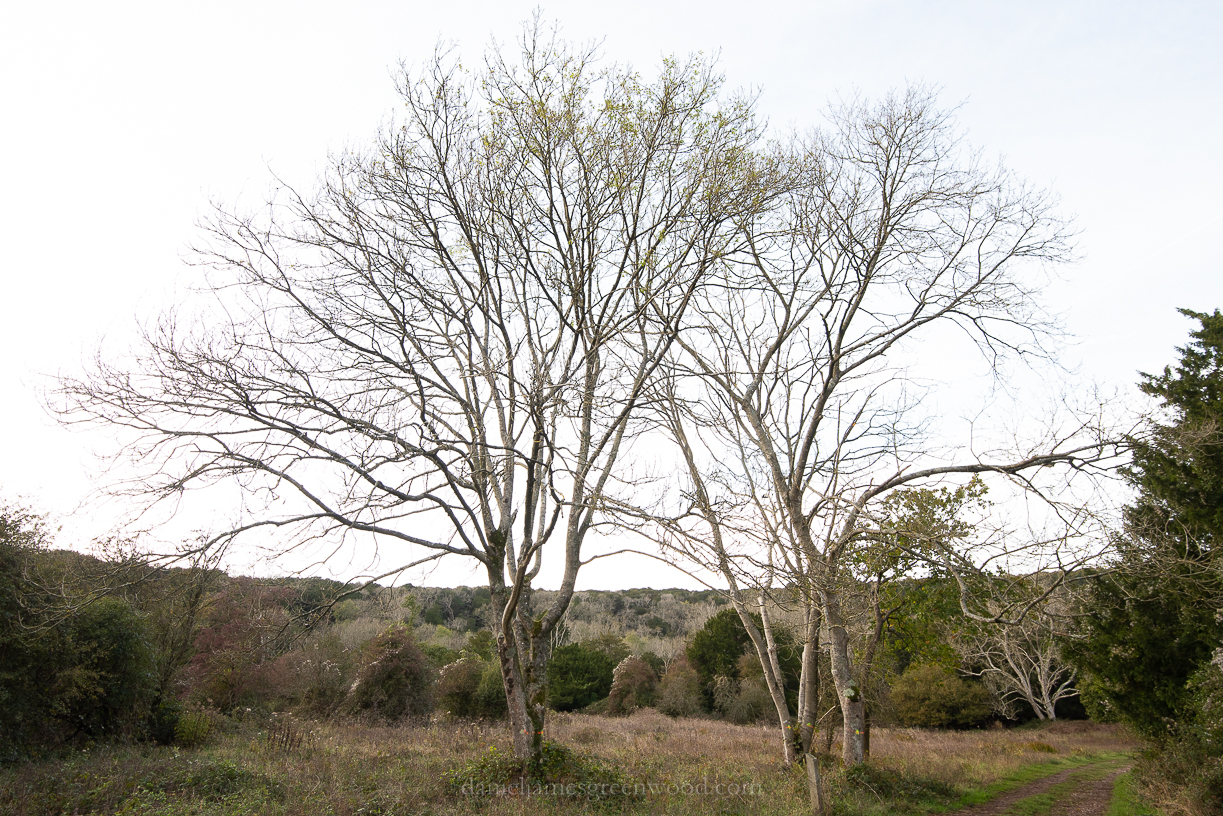 Kingley Vale - 27-10-2019 blog-8