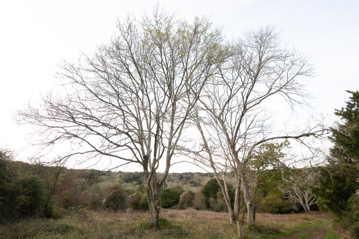 Kingley Vale - 27-10-2019 blog-8