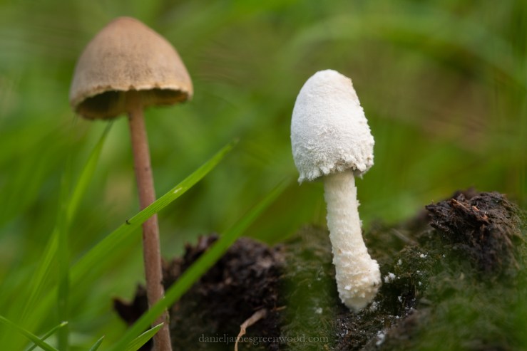 Kingley Vale - 27-10-2019 blog-9