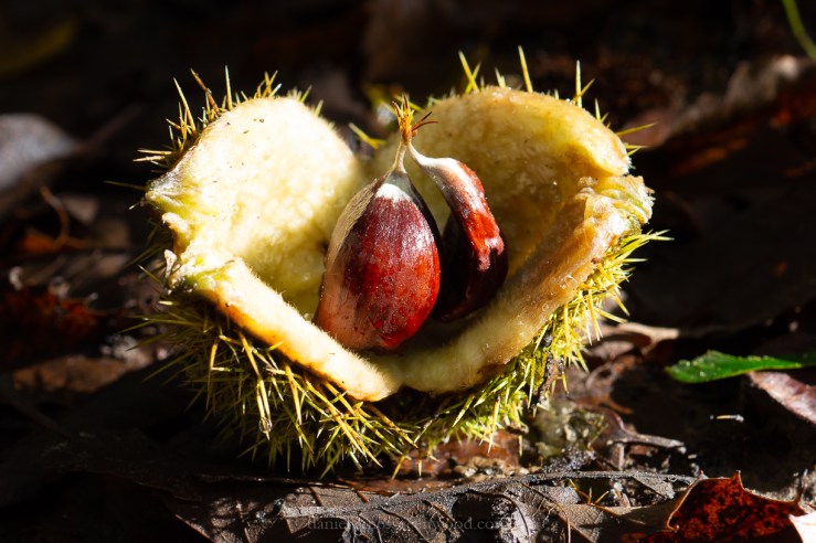 Rother - Oct 2019 blog-1