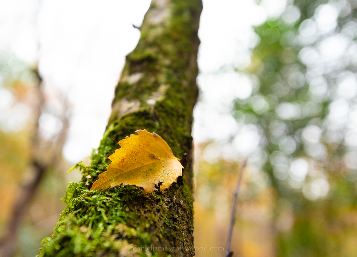 SLF - 17-11-19 blog-38