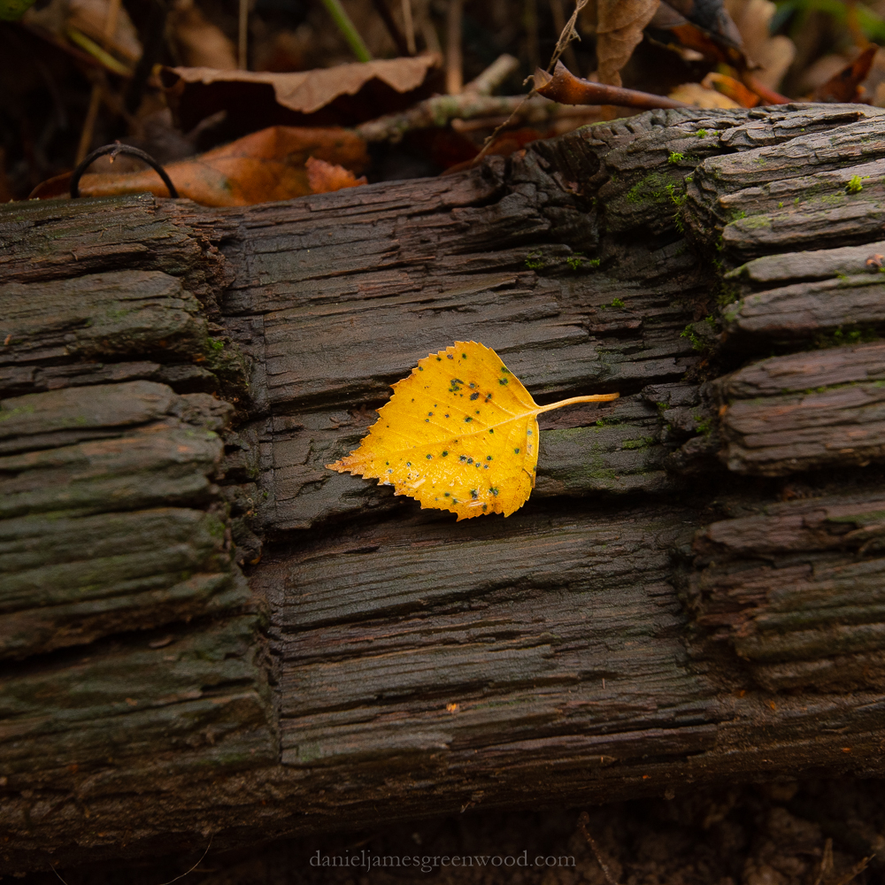 SLF - 17-11-19 blog-49