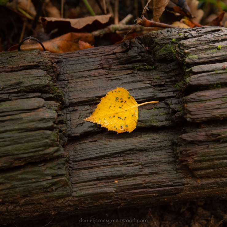 SLF - 17-11-19 blog-49