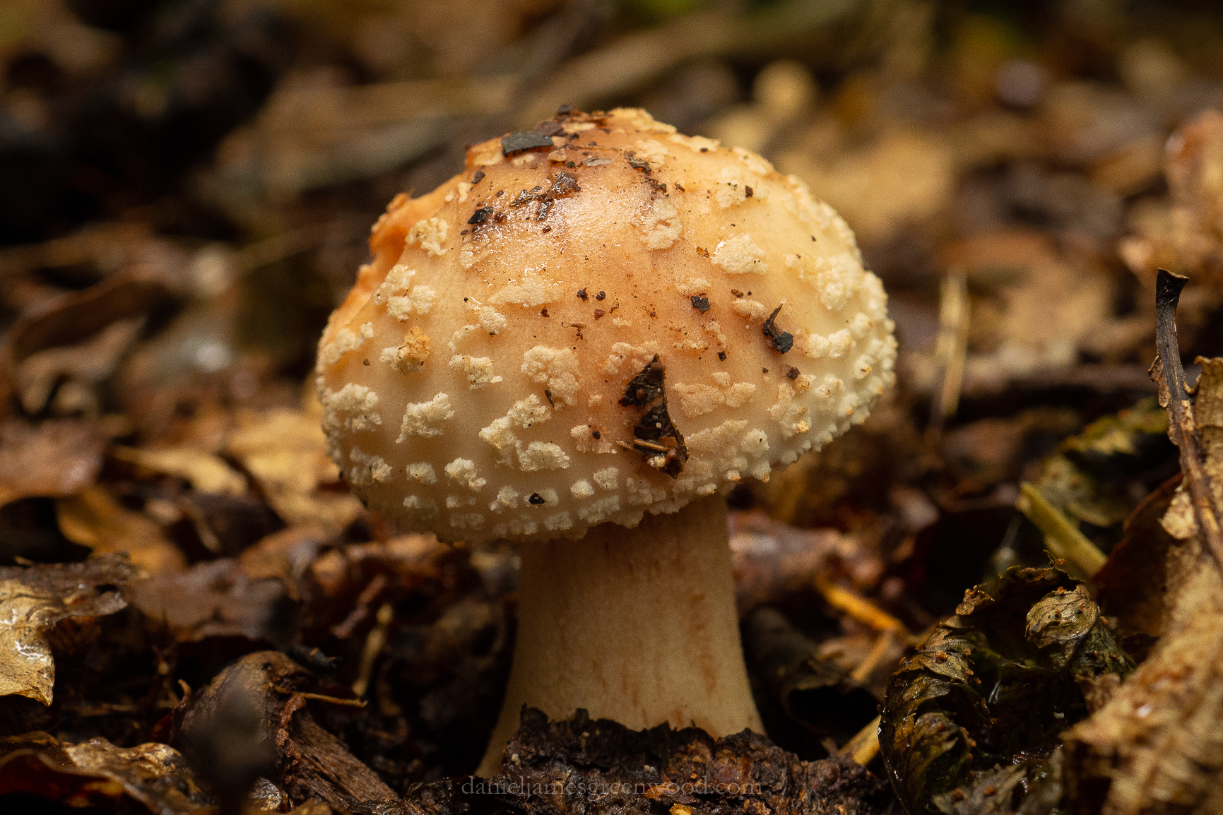 SLF - 26-7-19 - djg-12