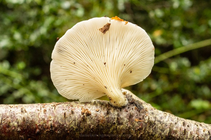 SLF - 26-7-19 - djg-13