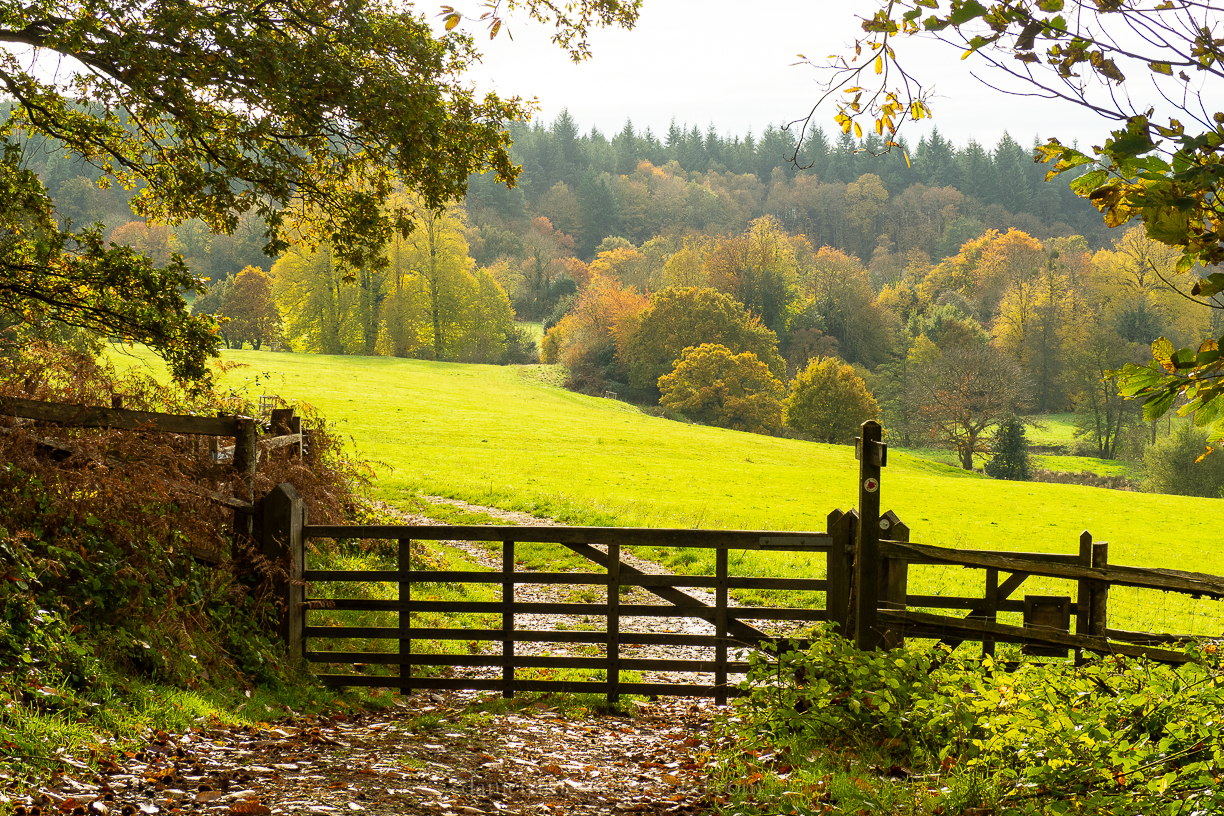 Woolbeding - 6-11-2019 blog-2