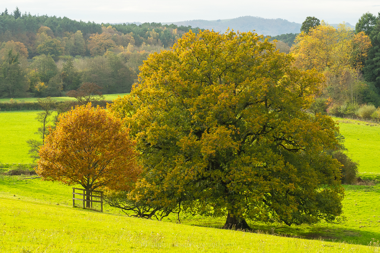 Woolbeding - 6-11-2019 blog-3